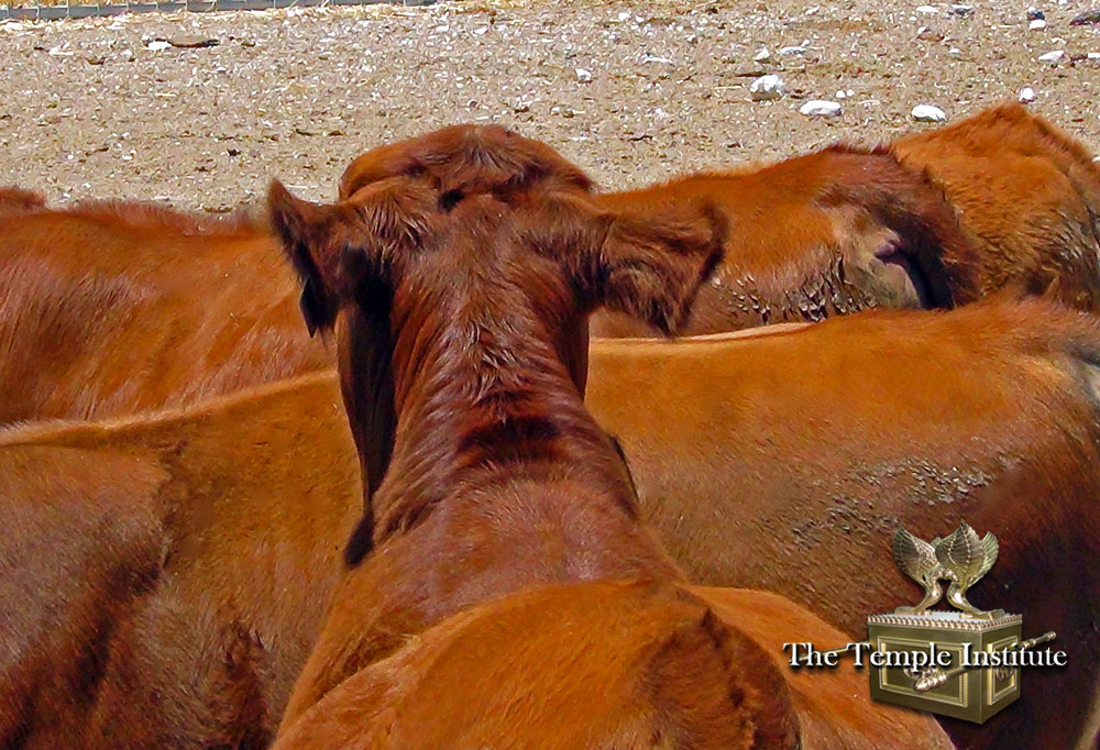 Raising Red Heifers in Israel